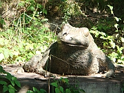 Western Michigan [2009] 383